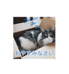 猫の寒月 かんチャンネルvol.100記念（個別スタンプ：29）