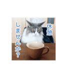 猫の寒月 かんチャンネルvol.100記念（個別スタンプ：31）