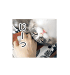 猫の寒月 かんチャンネルvol.100記念（個別スタンプ：36）