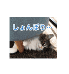 猫の寒月 かんチャンネルvol.100記念（個別スタンプ：37）