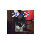 猫の寒月 かんチャンネルvol.100記念（個別スタンプ：38）