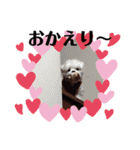 ピョン吉のスタンプ（個別スタンプ：1）