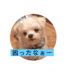 ピョン吉のスタンプ（個別スタンプ：7）