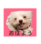 ピョン吉のスタンプ（個別スタンプ：10）