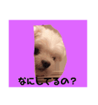 ピョン吉のスタンプ（個別スタンプ：14）