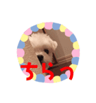 ピョン吉のスタンプ（個別スタンプ：15）