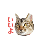 ねこのマロン（個別スタンプ：1）