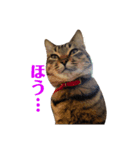 ねこのマロン（個別スタンプ：3）