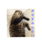 ねこのマロン（個別スタンプ：5）