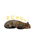 ねこのマロン（個別スタンプ：6）