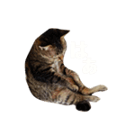 ねこのマロン（個別スタンプ：7）