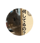つみれスタンプ（個別スタンプ：10）