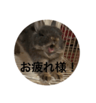 つみれスタンプ（個別スタンプ：12）