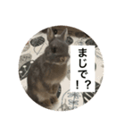 つみれスタンプ（個別スタンプ：14）
