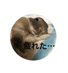 つみれスタンプ（個別スタンプ：15）