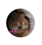 うさぎのナッツですぞ～2（個別スタンプ：1）