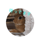 うさぎのナッツですぞ～2（個別スタンプ：2）