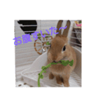 うさぎのナッツですぞ～2（個別スタンプ：4）