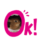 うさぎのナッツですぞ～2（個別スタンプ：5）