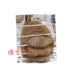うさぎのナッツですぞ～2（個別スタンプ：7）