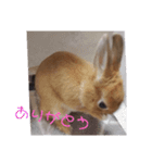 うさぎのナッツですぞ～2（個別スタンプ：9）