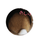 うさぎのナッツですぞ～2（個別スタンプ：10）