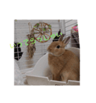 うさぎのナッツですぞ～2（個別スタンプ：12）