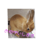 うさぎのナッツですぞ～2（個別スタンプ：15）