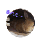 うさぎのナッツですぞ～2（個別スタンプ：16）