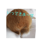 うさぎのナッツですぞ～2（個別スタンプ：17）