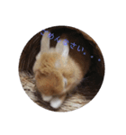 うさぎのナッツですぞ～2（個別スタンプ：18）