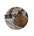 うさぎのナッツですぞ～2（個別スタンプ：19）