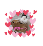 うさぎのナッツですぞ～2（個別スタンプ：20）