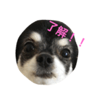ちょらとその仲間たち（個別スタンプ：1）