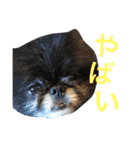 ちょらとその仲間たち（個別スタンプ：3）