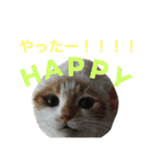 ちょらとその仲間たち（個別スタンプ：6）