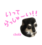 ちょらとその仲間たち（個別スタンプ：7）