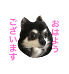 ちょらとその仲間たち（個別スタンプ：8）