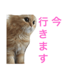 ちょらとその仲間たち（個別スタンプ：9）