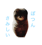 ちょらとその仲間たち（個別スタンプ：13）