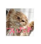 ちょらとその仲間たち（個別スタンプ：15）