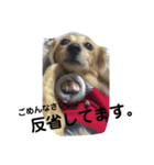 ダックスぽんの日常（個別スタンプ：14）