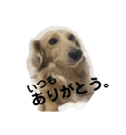 ダックスぽんの日常（個別スタンプ：15）
