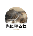 つみれスタンプ ②（個別スタンプ：10）