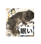 つみれスタンプ ②（個別スタンプ：12）
