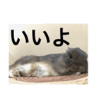 つみれスタンプ ②（個別スタンプ：15）
