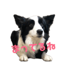 ジジの日常スタンプ（個別スタンプ：1）