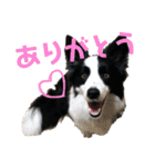 ジジの日常スタンプ（個別スタンプ：4）