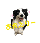 ジジの日常スタンプ（個別スタンプ：6）