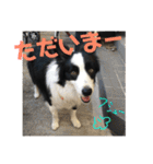 ジジの日常スタンプ（個別スタンプ：7）